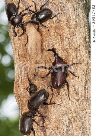 かぶとむし 29827782