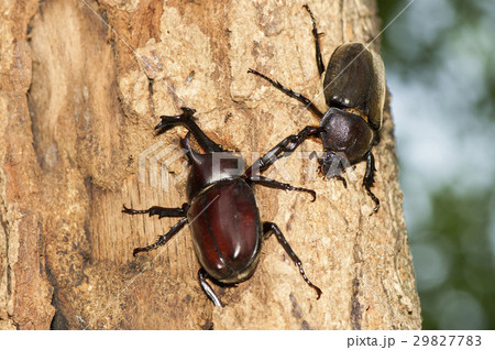 かぶとむし 29827783