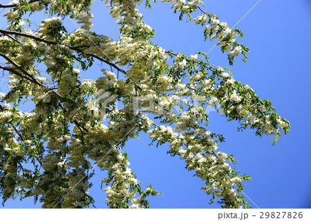 にせアカシア（ハリエンジュ） 29827826