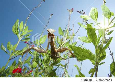 オオカマキリ オオカマキリ 29827923