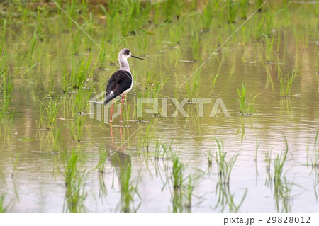 セイタカシギ 29828012