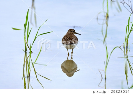 タカブシギ タカブシギ 29828014