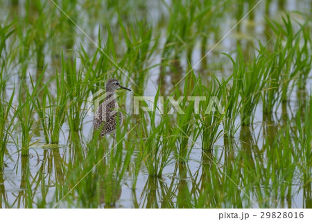 タカブシギ タカブシギ 29828016