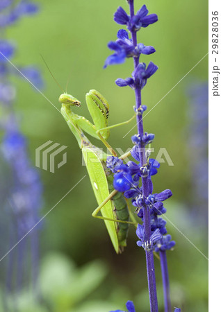 ハラビロカマキリ 29828036