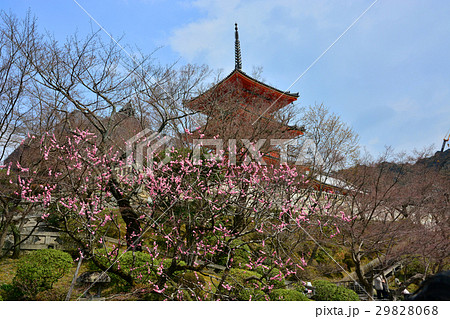 清水寺 清水寺 29828068