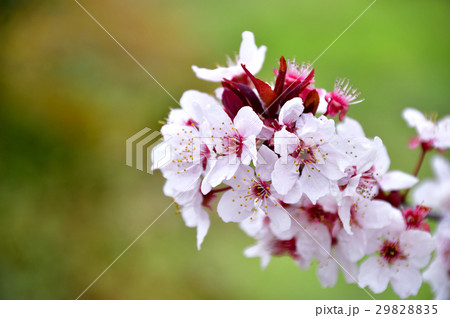 ベニスモモの花 29828835