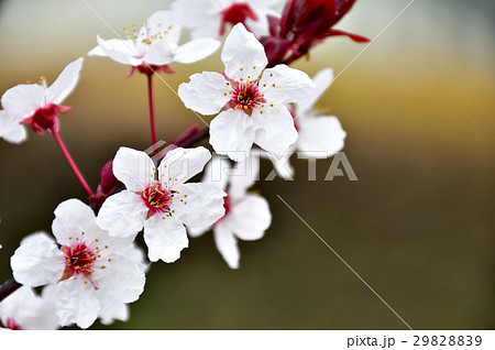 ベニスモモの花 29828839