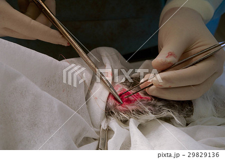 Operation on the rabbit's paw Operation on the rabbit's paw 29829136