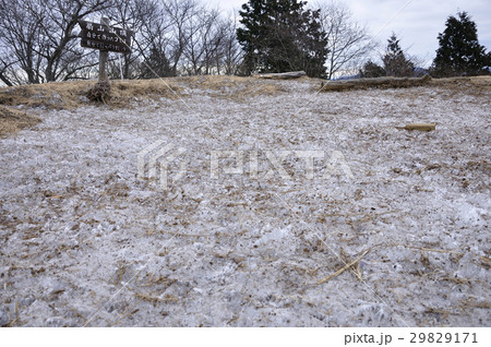 霜柱の扇山山頂 霜柱の扇山山頂 29829171