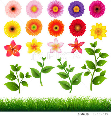 Flower Big Set 29829239