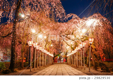 三嶋大社 桜 三嶋大社 桜 29829530