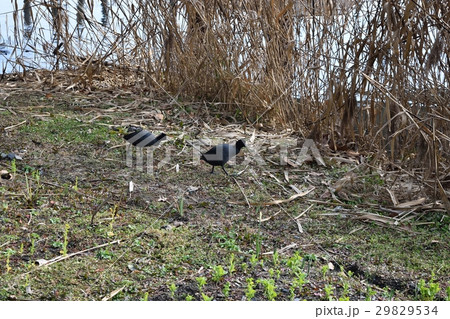 琵琶湖のオオバン 29829534