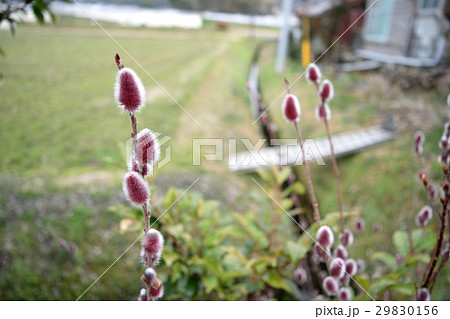 赤芽柳(猫柳) 赤芽柳(猫柳) 29830156