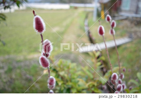 赤芽柳（猫柳） 29830218