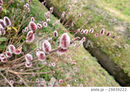 赤芽柳（猫柳） 29830222