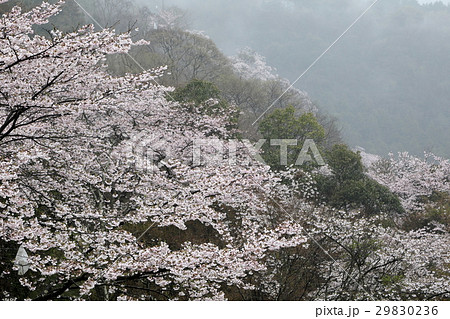 八木山　桜 29830236