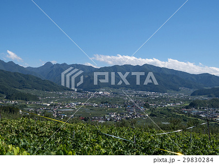 ブドウ畑と山ノ内町の街並み ブドウ畑と山ノ内町の街並み 29830284