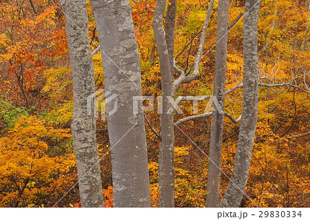 錦秋のブナ林 鍋倉山 錦秋のブナ林 鍋倉山 29830334