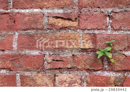 The old cracked wall with small plant. The old cracked wall with small plant. 29830442