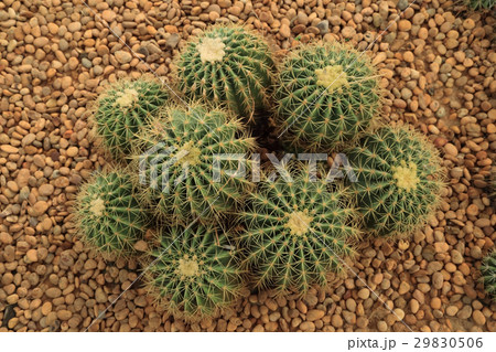 Group of Cactus with thorns on pebble ground. Group of Cactus with thorns on pebble ground. 29830506