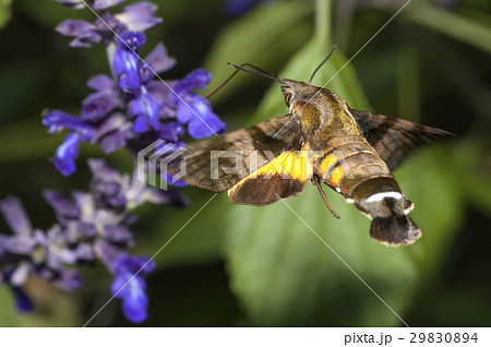 ホシホウジャク 29830894