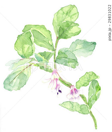 そら豆の花 野菜の花 水彩画 素材 春のイラスト素材