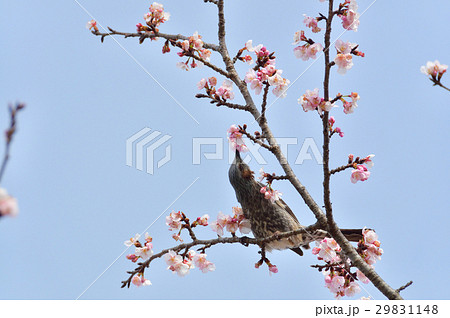 安行寒桜 安行寒桜 29831148