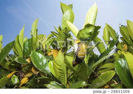 オオスカシバ オオスカシバ 29831309