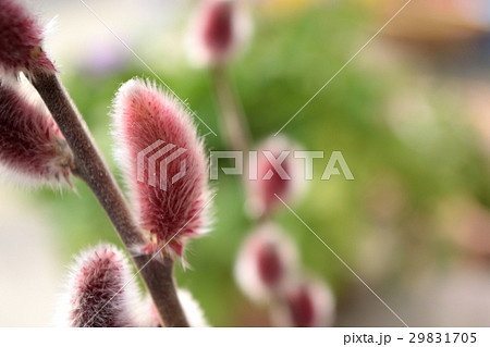 赤芽柳（猫柳） 29831705