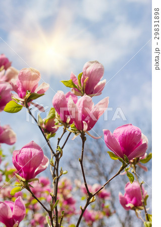 Flowers of magnolia tree over blue sky Flowers of magnolia tree over blue sky 29831898