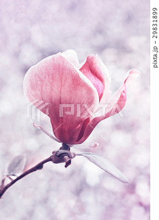 Flower of magnolia tree in spring garden 29831899