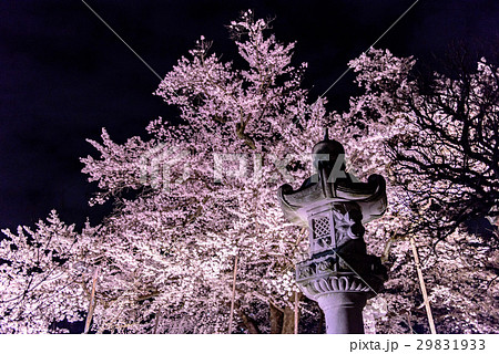 大光寺の夜桜 大光寺の夜桜 29831933