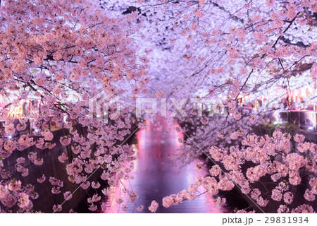 目黒川桜まつり 目黒川桜まつり 29831934