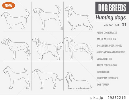 Hunting dog breeds set icon isolated on white  29832216