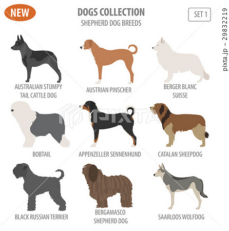 Shepherd dog breeds, sheepdogs set icon isolated  29832219