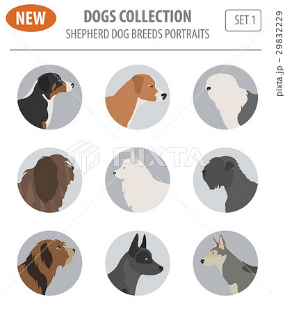 Shepherd dog breeds, sheepdogs set icon isolated Shepherd dog breeds, sheepdogs set icon isolated 29832229