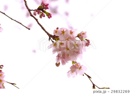 愛知県緑化センターの桜 愛知県緑化センターの桜 29832269