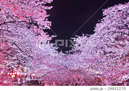目黒川の夜桜 目黒川の夜桜 29832270