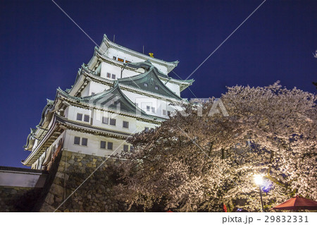 名古屋城　夜景　桜 29832331