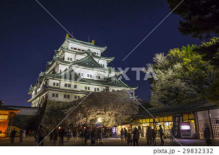 名古屋城 夜景 桜の写真素材