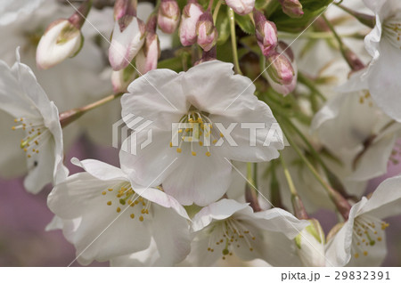 白いふくよかな桜の花のアップ 白いふくよかな桜の花のアップ 29832391
