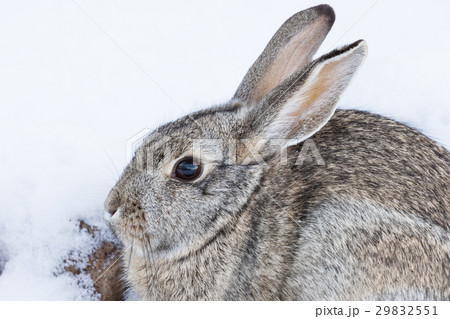 Cottontail Rabbit in Snow Cottontail Rabbit in Snow 29832551