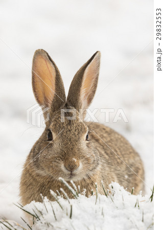 Cottontail Rabbit in Snow 29832553