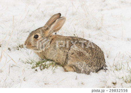 Cottontail Rabbit in Snow 29832556
