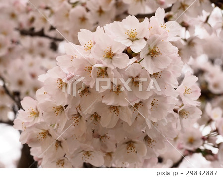ソメイヨシノの花　サクラ　ソメイヨシノ 29832887