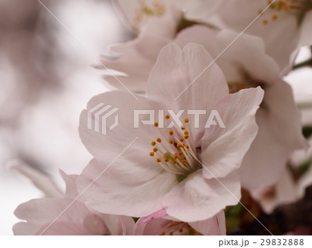 ソメイヨシノの花　サクラ　ソメイヨシノ 29832888
