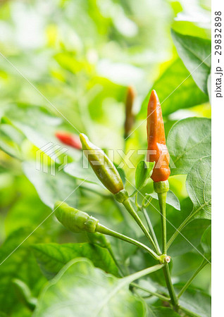 Chili tree in the garden Chili tree in the garden 29832898