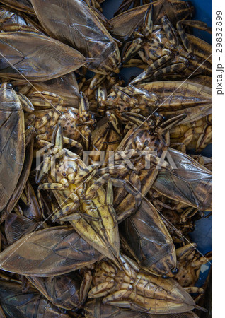 Giant Water Bug Giant Water Bug 29832899