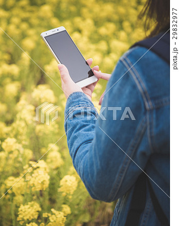 菜の花 29832977