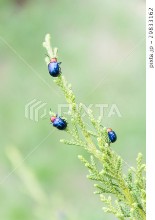 ladybugs in ourdoors , Insect on the tree 29833162